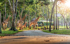 Safari lễ hội – mô hình vườn thú hoang dã siêu độc đáo trên toàn cầu