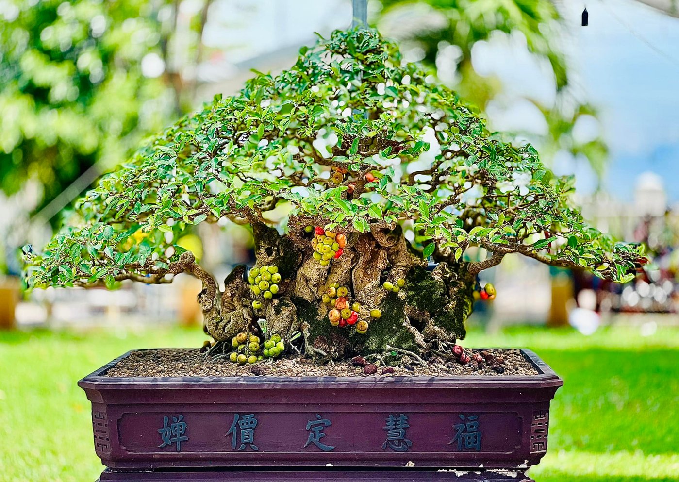 bonsai-sung-mau-4.jpg