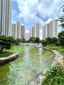 hồ cá Koi