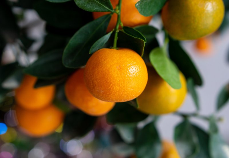cây-họ-cam-chanh-quất.png